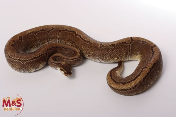 0.1 (Female) Enchi - Pinstripe poss. Mocha Königspython NZ´M&S´16 Python regius