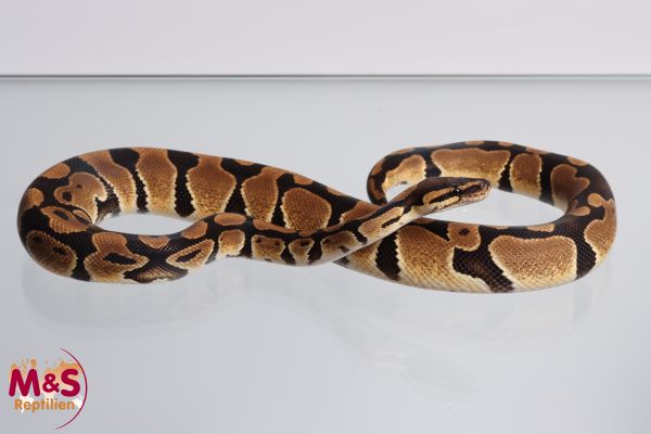 1.0 (Male) 100% hetero Clown poss. Morray Königspython NZ´M&S´22 Python regius