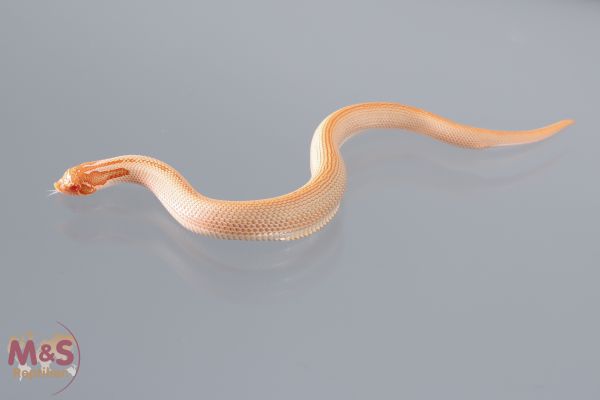 1.0 (Male) Albino Superconda Hakennasennatter NZ´24 (small) Heterodon n. nasicus (Symbolbild)
