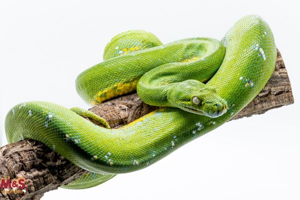 1.0 (Male) Grüner Baumpython -WAMENA- NZ´14 (adult, ca. 150 cm) Morelia viridis (Originalbild)