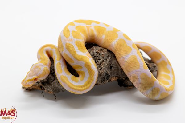 0.1 (Female) Albino 100% hetero Piebald Königspython NZ´25 Python regius