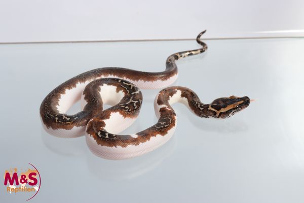 0.1 (Female) Piebald 66% poss.het. Caramel Tigerpython NZ' 24 (ca. 50 cm) P. bivittatus (Originalbil