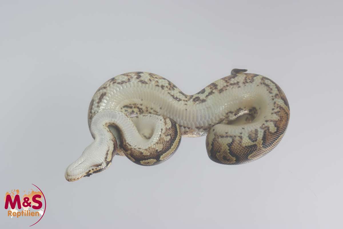 22MSBongoGrev700uf_600x600@2x.jpg