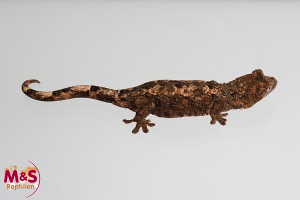 0.1 (Female) Mniarogekko chahoua Flechtengecko NZ‘ 23/24 (Originalbild)