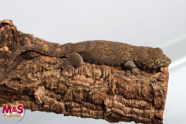 Halmahera Riesengecko NZ´ 24 Gehyra marginata ( Geschlecht unbekannt )