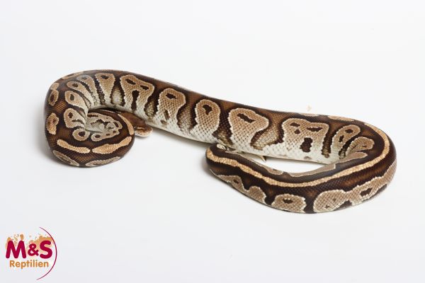 0.1 (Female) Bongo poss. het Lavender Königspython NZ´M&S´21 Python regius (Originalbild)