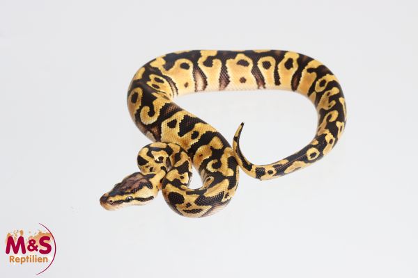 1.0 (Male) Crypton-Pastel 50 % poss Piebald Königspython NZ'24 Python regius