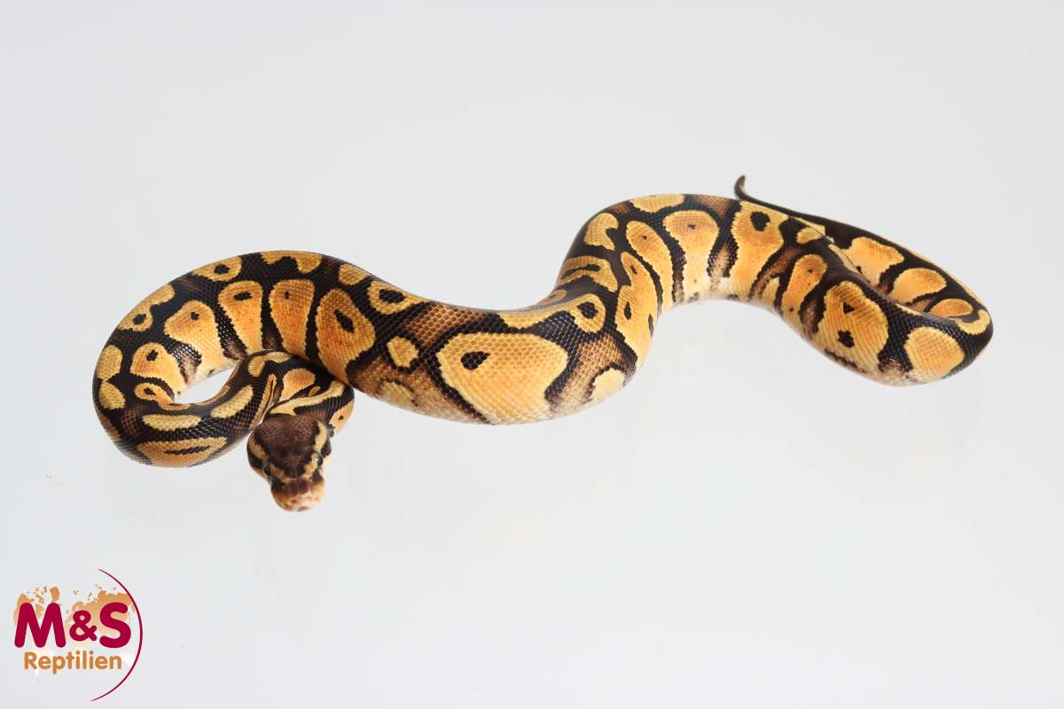Python regius 2024 | Ball pythons | Snakes | Livestock | M&S