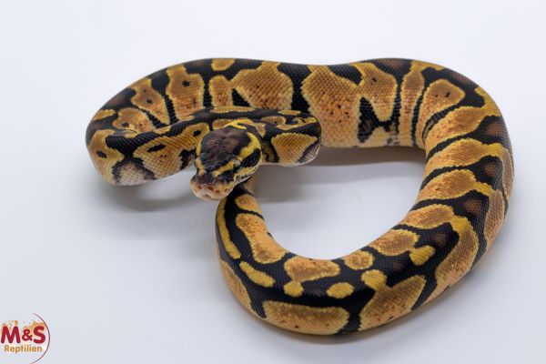0.1 (Female) Pastel 100% doppel hetero Albino - Piebald Königspython NZ´25 Python regius
