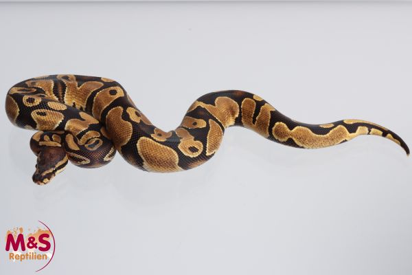 0.1 (Female) Orange Dream poss het Piebald Königspython NZ´M&S'23 P. regius
