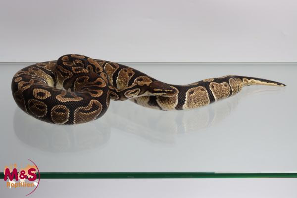 1.0 (Male) 100 % hetero Sunset 66% poss Clown Königspython NZ´M&S´22 Python regius
