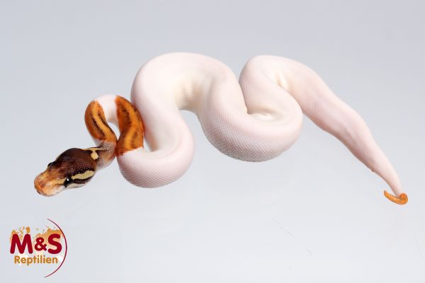0.1 (Female) Ghost Piebald poss. Mojave Cinnamon Königypython NZ´M&S´24 Python regius