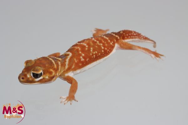 Glatter Knopfschwanzgecko classic NZ'23 Nephrurus levis levis (Symbolbild)