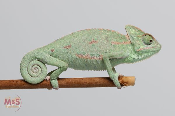 0.1 (Female) Jemen Chamäleon NZ´25 (small) Chamaeleo calyptratus (Bild symbolisch)