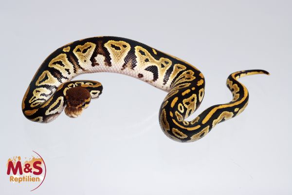 0.1 (Female) Bongo 100% hetero Piebald 66% poss Lavender Königspython NZ´M&S´24 Python regius