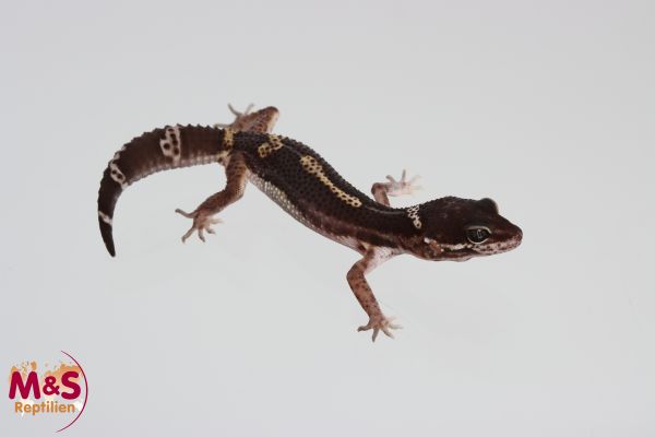 0.1 (Female) Black Night Leopardgecko NZ´24 (medium) E. macularius (Originalbild)