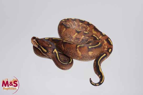 1.0 (Male) Super Gravel Königspython NZ´M&S´23 Python regius