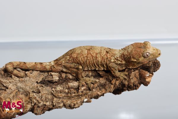 1.0 (Male) Mniarogekko chahoua Flechtengecko NZ‘ 23/24 (Originalbild)
