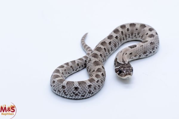 Hakennasennatter "Arctic Axanthic Conda" NZ´25 (ca. 20cm) Heterodon n. nasicus (Symbolbild)