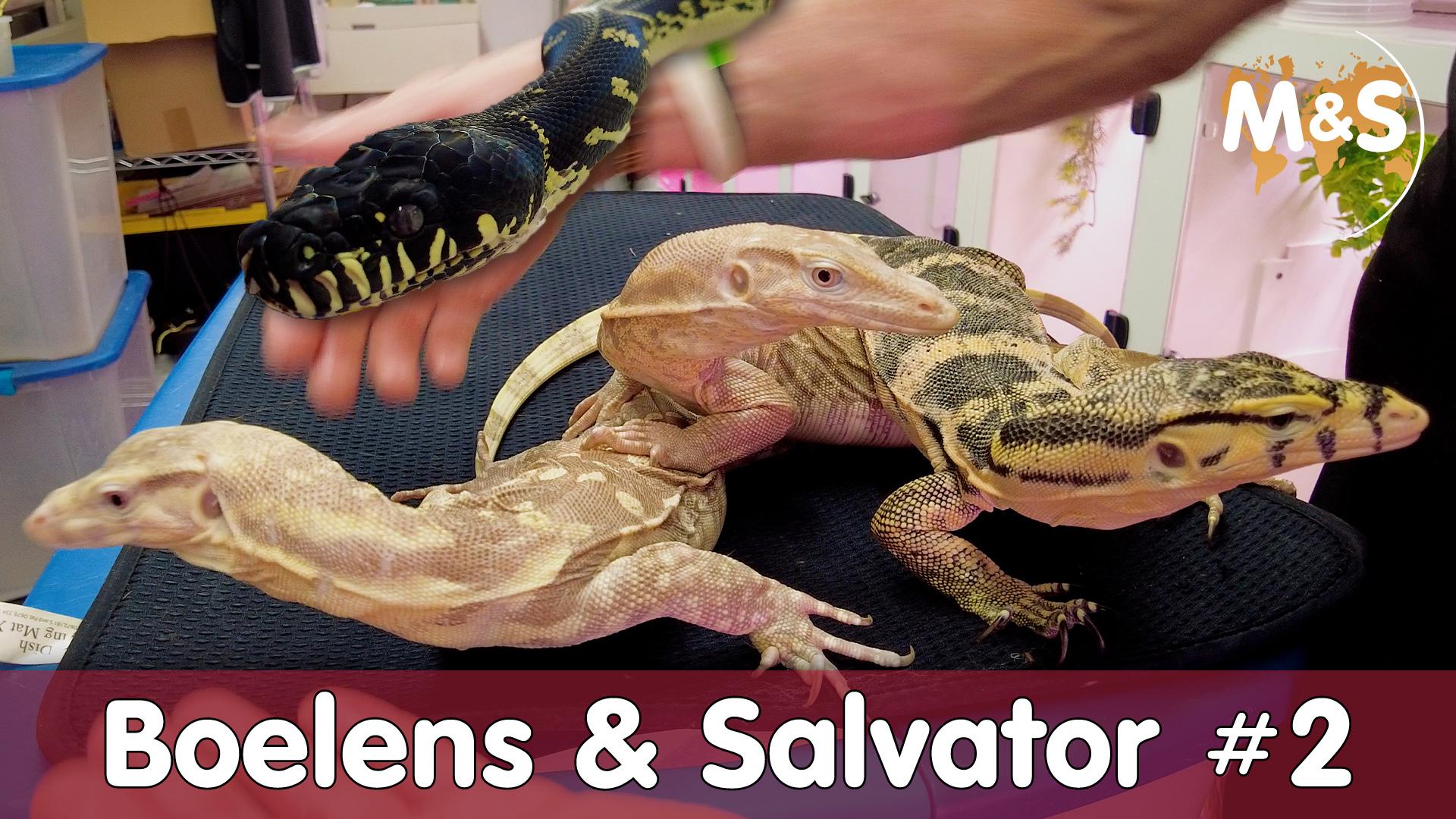 Boelens Python & Varanus Salvator bei Kevin McCurley | NERD | Blog ...