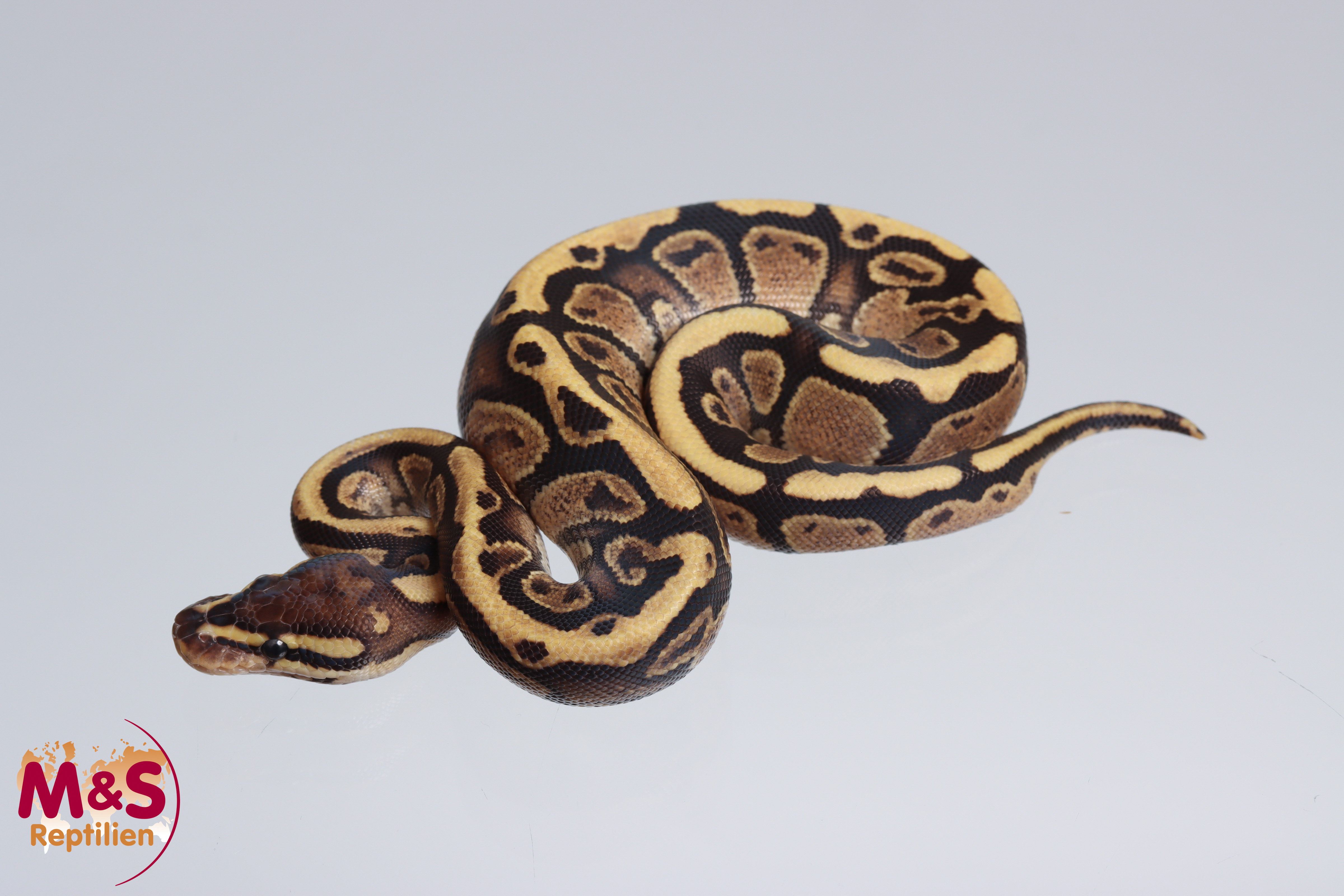 1.0 (Male) Fire poss. hetero Patternless Königspython NZ´M&S´23 Python ...