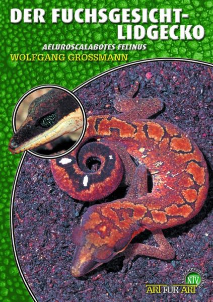 Der Fuchsgesicht-Lidgecko - Wolfgang Grossmann