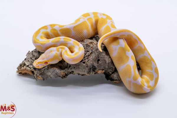 1.0 (Male) Albino 100% hetero Piebald Königspython NZ´25 Python regius