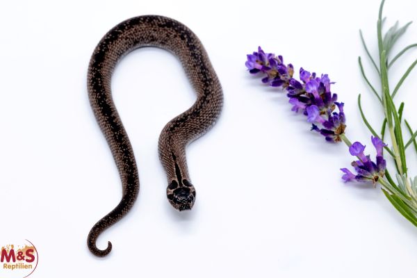 Hakennasennatter "Superarctic Superconda het Albino" NZ´25 (ca. 20cm) Heterodon n. nasicus