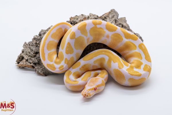 0.1 (Female) Albino 100% hetero Piebald Königspython NZ´25 Python regius