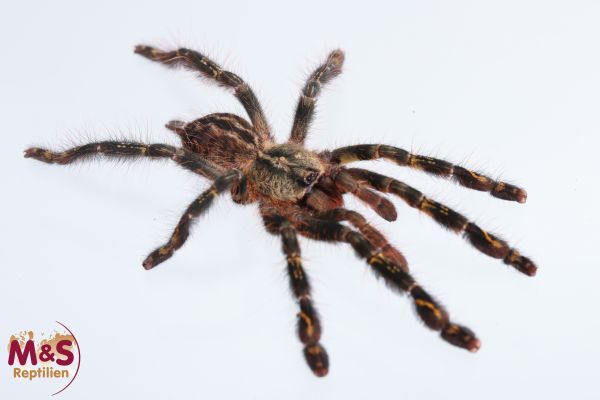 Ornamentvogelspinne (small / ca. 2-2,5 cm KRL) NZ´22 Poecilotheria ornata