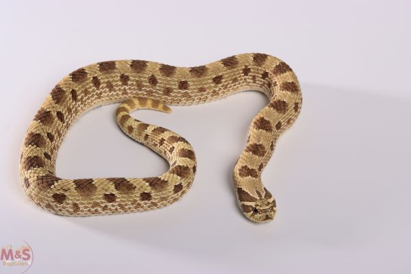 Hakennasennatter "Conda het. Albino Sable Toffee" NZ´25 (ca. 20cm) Heterodon n. nasicus