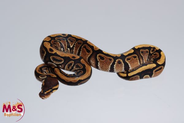 1.0 (Male) 100% hetero Patternless Königspython NZ´M&S´23 Python regius