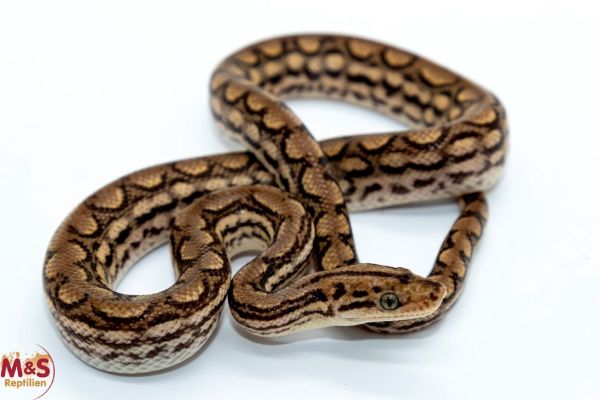 Braune Regenbogenboa het. Leucistic NZ'25 (ca.30 cm) Epicrates c. maurus (siehe Beschreibung!)