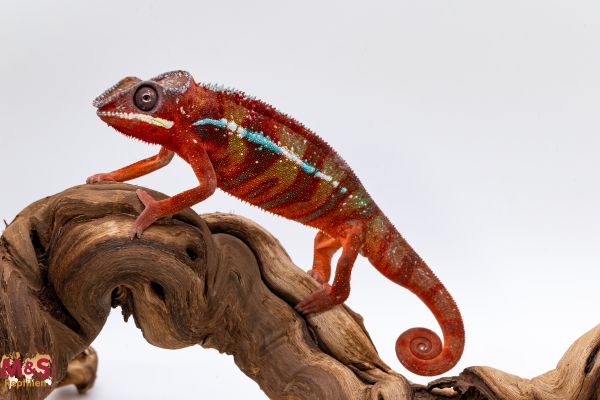 1.0 (Male) 'Ambilobe red' Pantherchamäleon NZ´25 ( medium ) Furcifer pardalis (Originalbild)