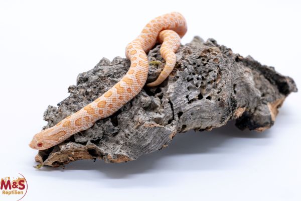 Hakennasennatter "Toffee Glow" NZ´25 (ca. 20cm) Heterodon n. nasicus (Symbolbild)