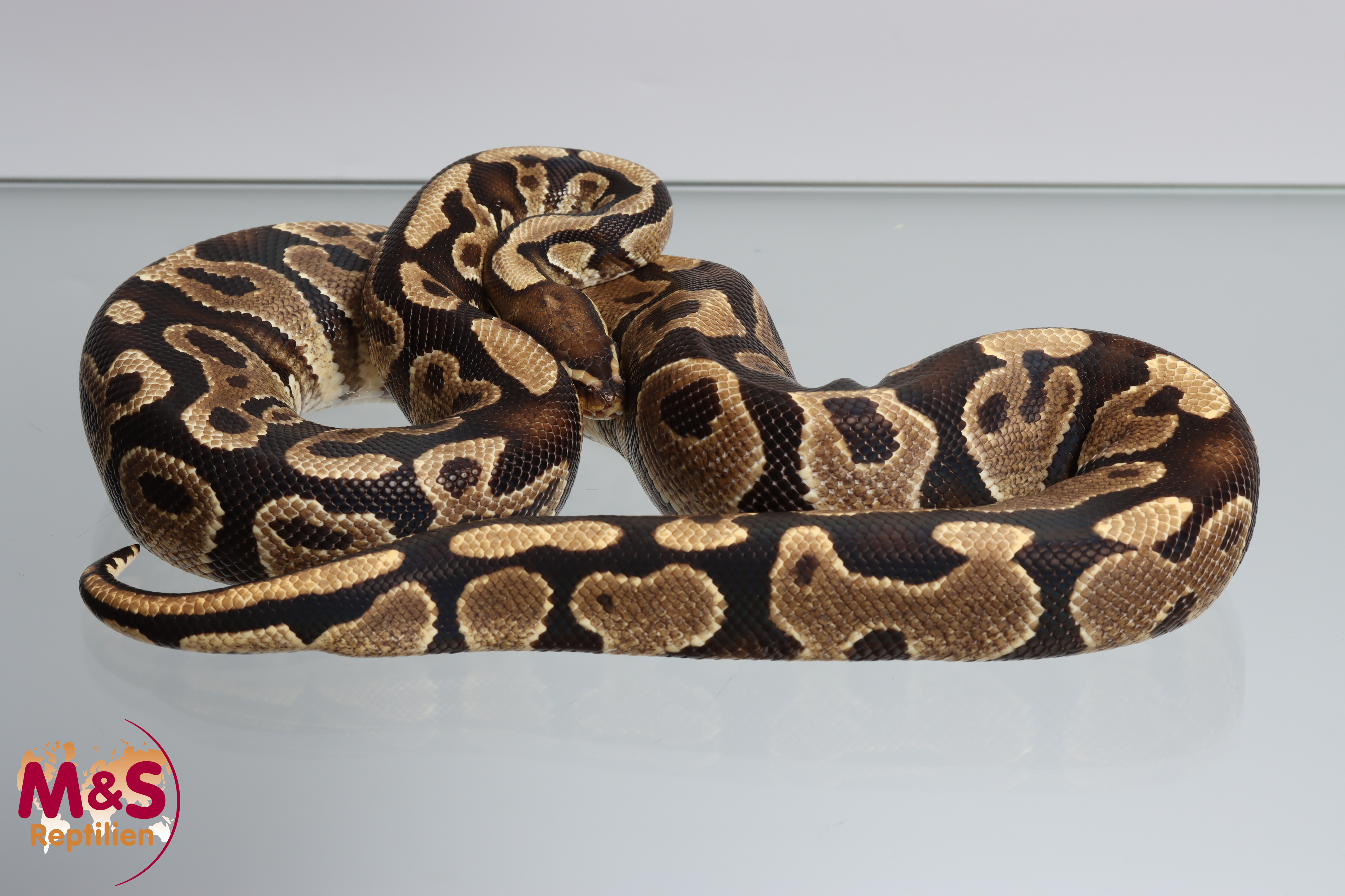 0.1 (Female) Classic / Odd Königspython DNZ´23 Python regius