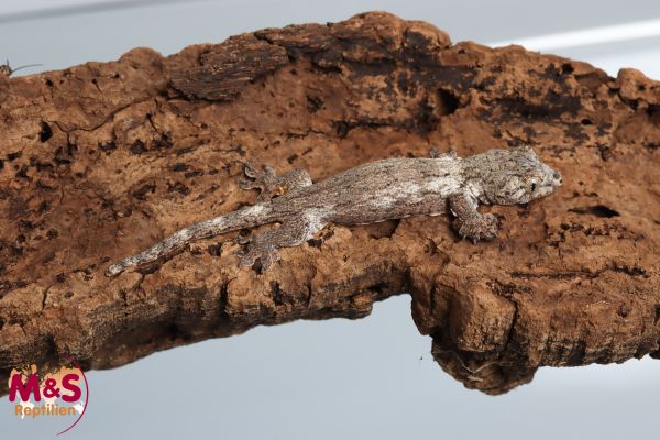Halmahera Riesengecko NZ´ 24 Gehyra marginata ( Geschlecht unbekannt )