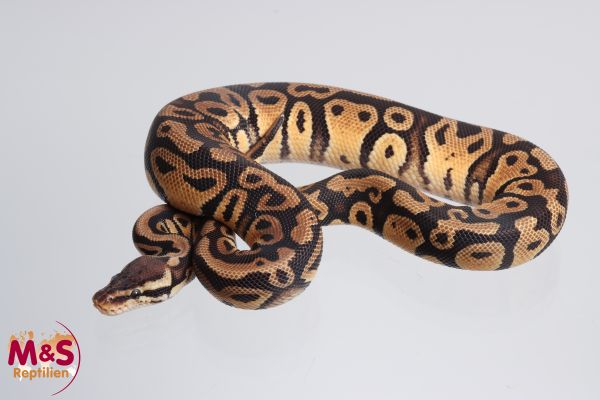 1.0 (Male) Pastel Spotnose 100 % DH Desert Ghost-Clown Königspython NZ´M&S'23 Python regius