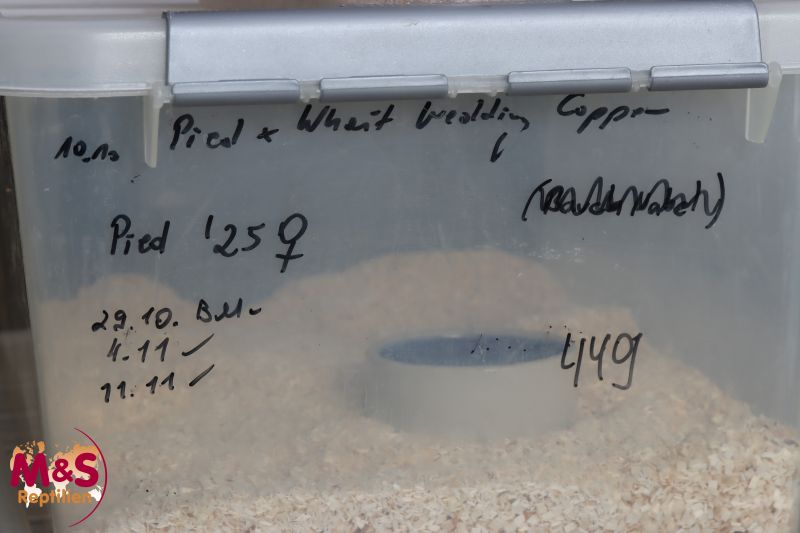 0.1 (Female) Piebald Königspython NZ´M&S´25 Python regius | 25MSPie449f ...