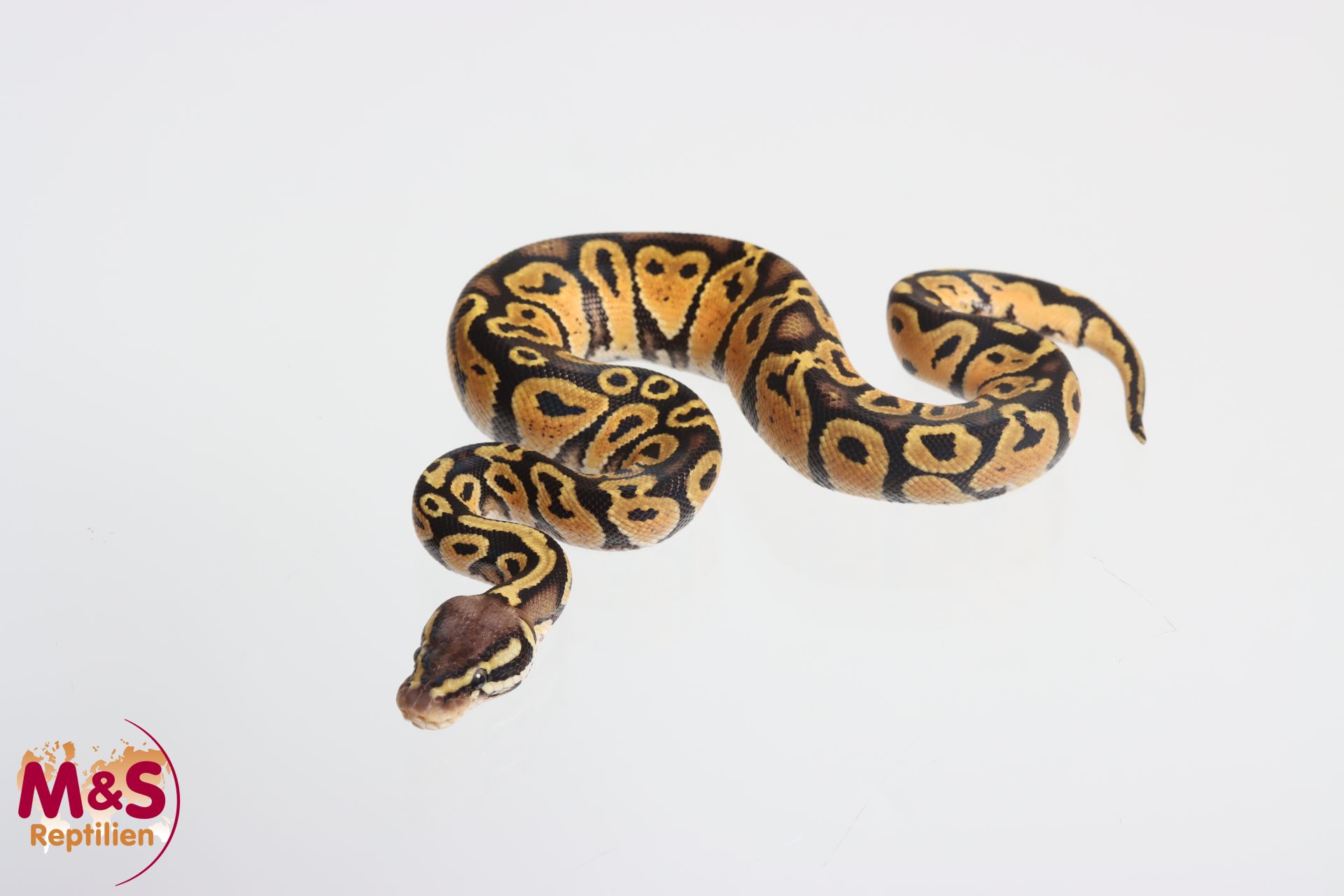 1.0 (Male) Pastel Königspython NZ´M&S'25 Python regius | 25MSPas460m ...