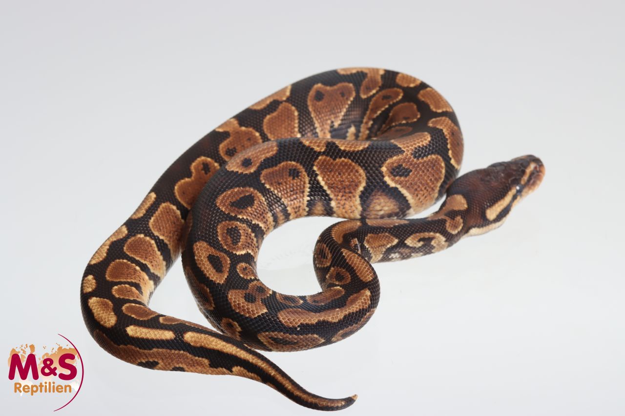 1.0 (Male) 100% hetero Ultramel Königspython NZ´M&S´25 Python regius ...