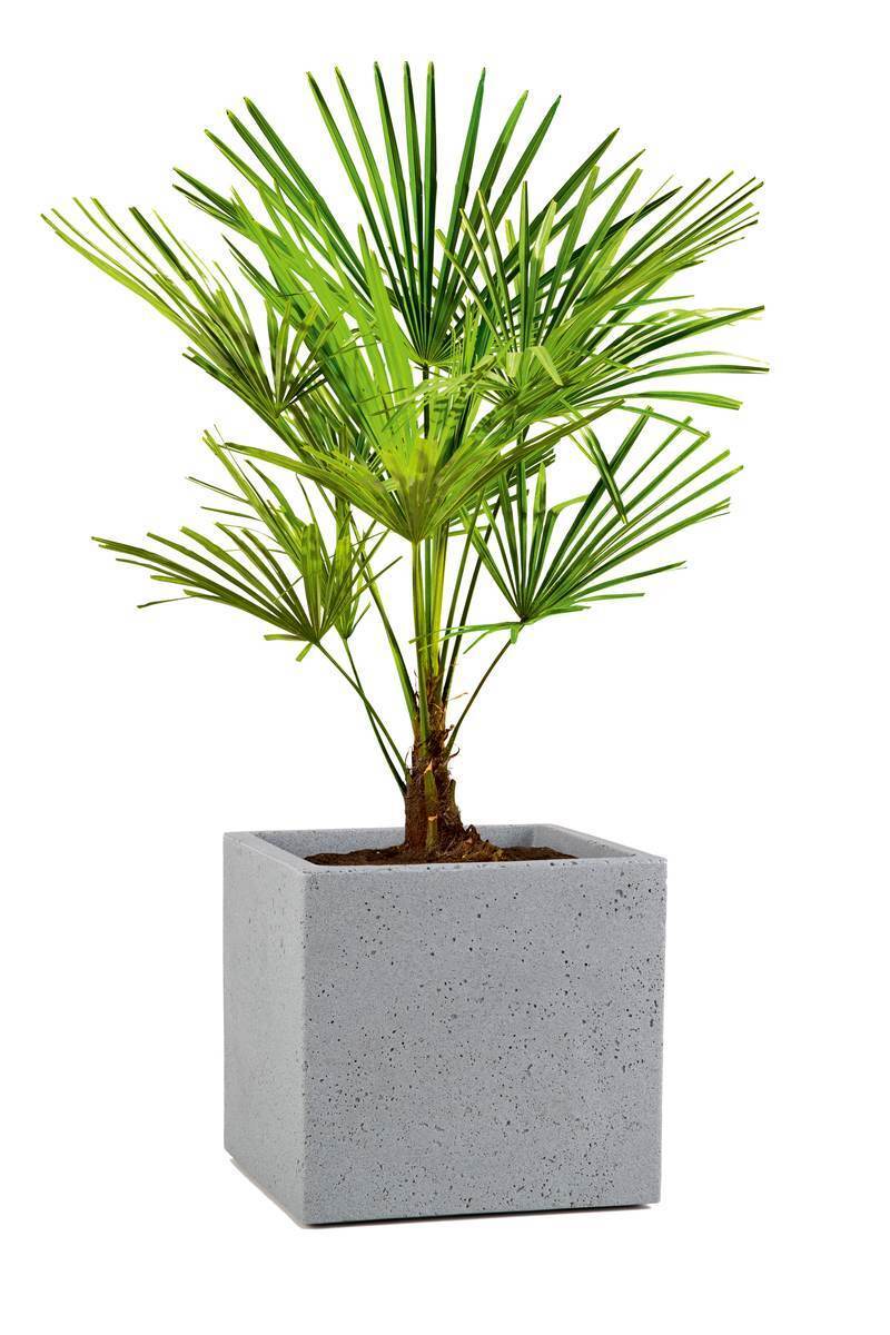 Scheurich Blumentopf C-Cube für Aussen, quadratischer Blumenkübel, verschiedene Farben und Grössen Produktabbildung 3