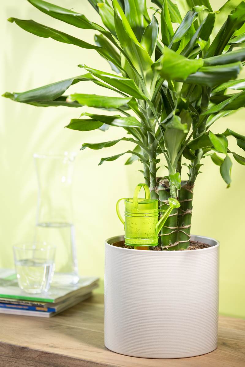 Scheurich Nelly M Wasserspeicher zur Pflanzenbewässerung, 5er Aktions-Set Wasserspender, 0,2l,  Grau Produktabbildung 4