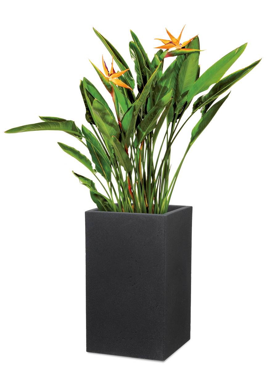 Scheurich Blumentopf Hochgefäss C-Cube High für Aussen, Blumensäule, Stony Grey, Höhe 48 cm Produktabbildung 10