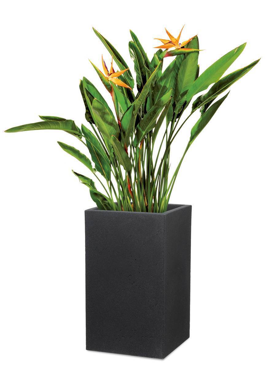 Scheurich Blumentopf Hochgefäss C-Cube High für Aussen, Blumensäule, Stony Black, Höhe 70 cm Produktabbildung 4