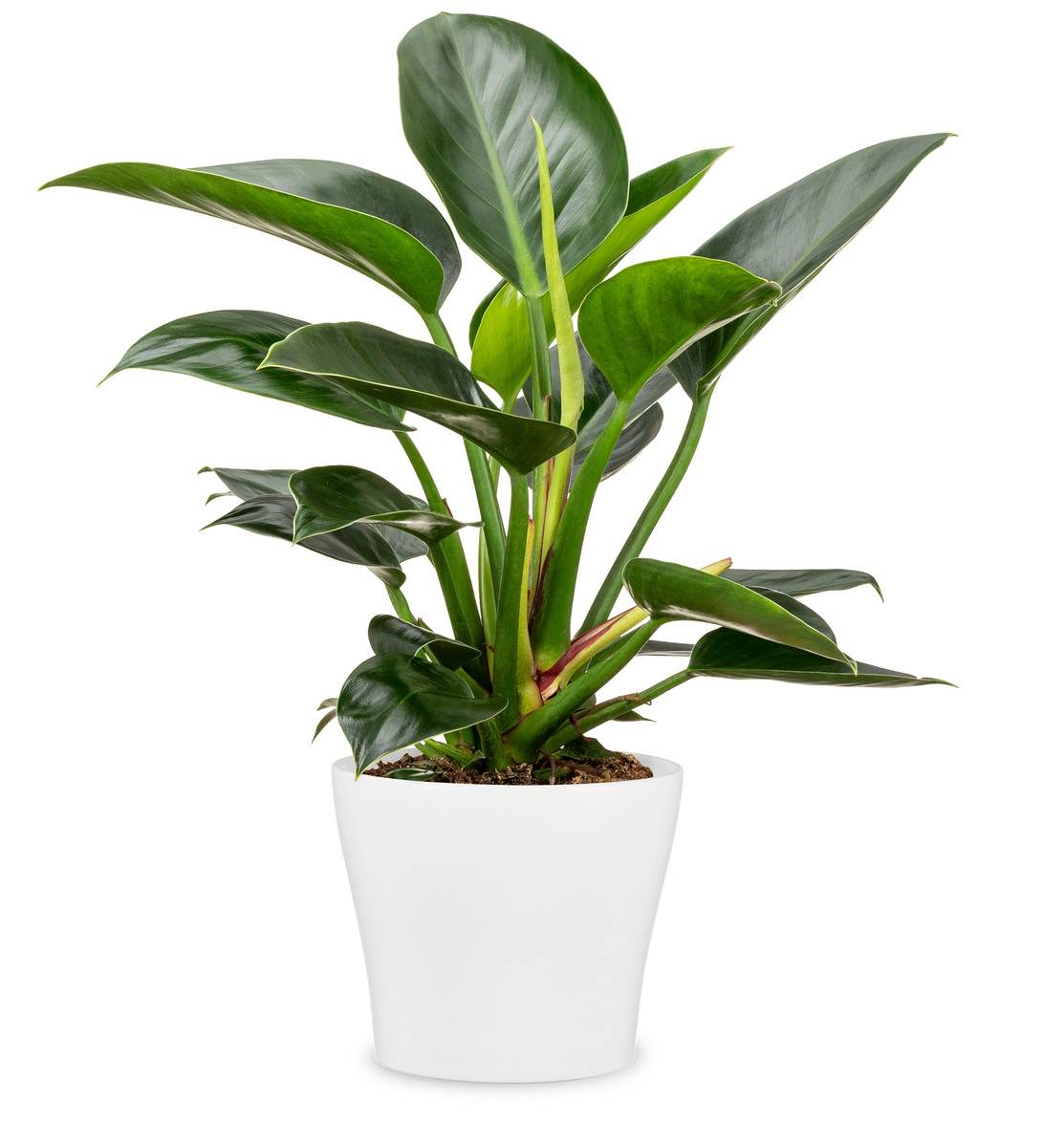 Scheurich Blumentopf 808 aus Keramik, geschwungene Form, Weiß, 21 x 19 cm Produktabbildung 2