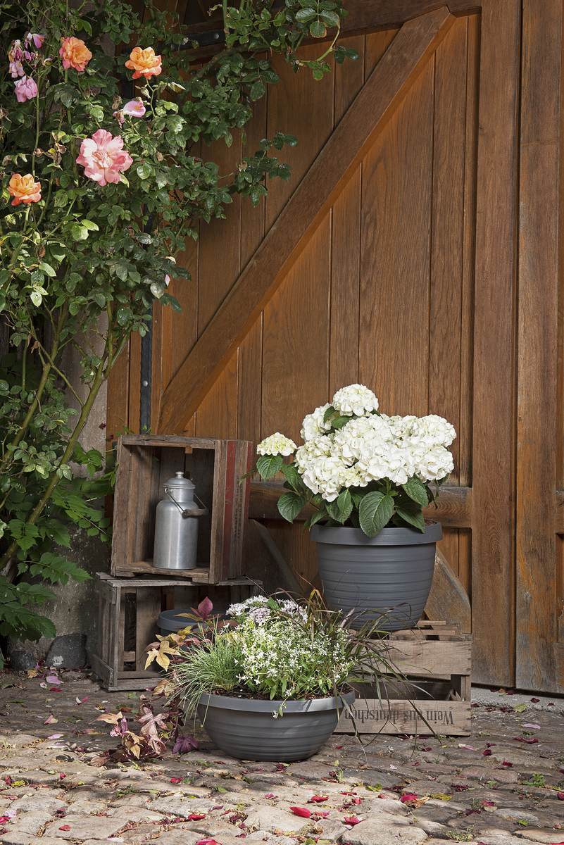 Scheurich Blumentopf Country Star für Aussen, runder Pflanzkübel, verschiedene Farben und Grössen Produktabbildung 9