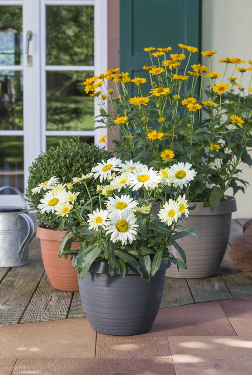 Scheurich Blumentopf Country Star für Aussen, runder Pflanzkübel, verschiedene Farben und Grössen Produktabbildung 8