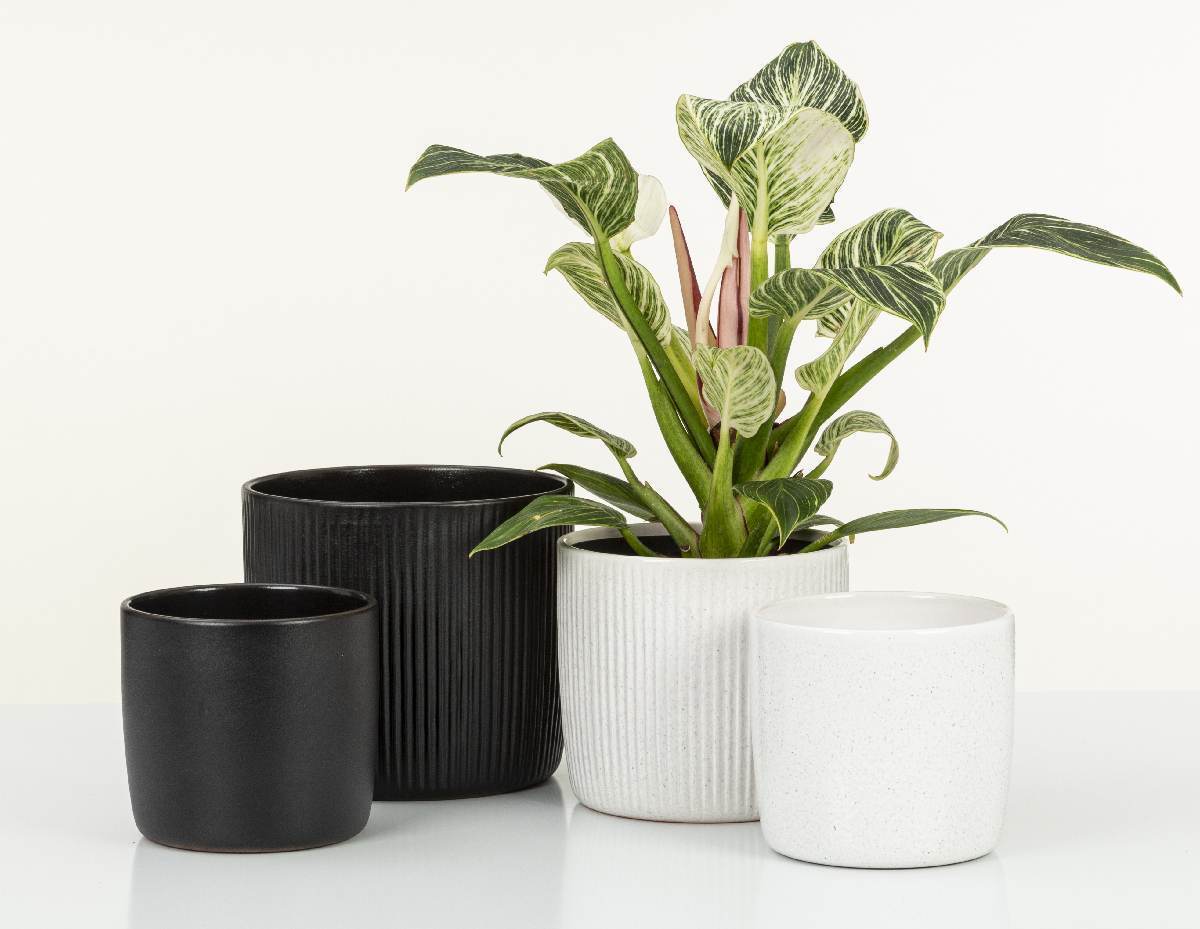 Scheurich Solido Linea Blumentopf aus Keramik, rund, mehrere Farben und Grössen Produktabbildung 3
