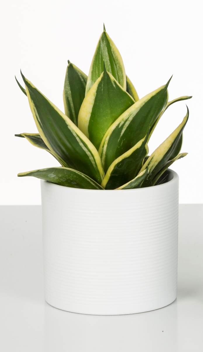 Scheurich runder Blumentopf 828 aus Keramik, Panna, 28 x 25 cm Produktabbildung 2